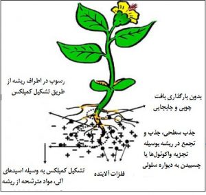 Phytostabilisation (گیاه تثبیتی) faezehya.com