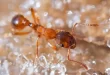 در مورد نحوه عملکرد حافظه، مورچه‌های یخ‌زده چه چیزی می‌توانند به ما بگویند