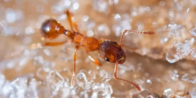 در مورد نحوه عملکرد حافظه، مورچه‌های یخ‌زده چه چیزی می‌توانند به ما بگویند